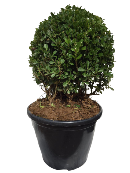 Buxinho Bola (Buxus sempervirens) PT 20 Diâmetro 25cm — foto 10