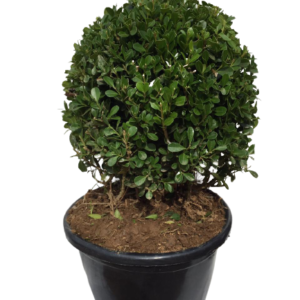 Buxinho Bola (Buxus sempervirens) PT 20 Diâmetro 25cm