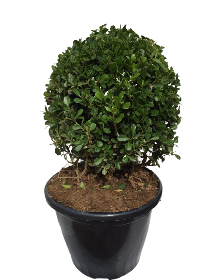 Buxinho Bola (Buxus sempervirens) PT 35 Diâmetro 35cm — foto 3