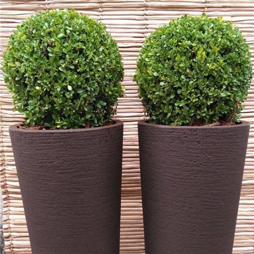 Buxinho Bola (Buxus sempervirens) PT 35 Diâmetro 35cm — foto 4