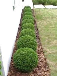 Buxinho Bola (Buxus sempervirens) PT 20 Diâmetro 25cm — foto 9