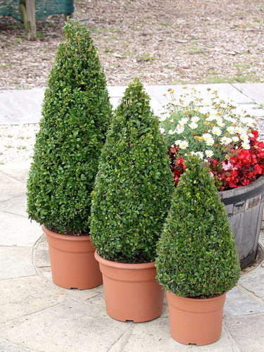 Buxinho Cone (Buxus sempervirens) - Altura 45cm — foto 4