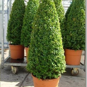 Buxinho Cone (Buxus sempervirens) Altura 80cm