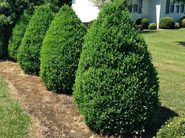 Buxinho Cone (Buxus sempervirens) - Altura 45cm — foto 3
