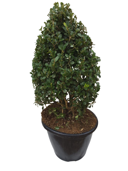 Buxinho Cone (Buxus sempervirens) - Altura 45cm — foto 2
