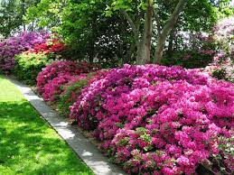 10 Mudas Adultas de Azaléia Rhododendron - Cerca Viva / Vaso - Imagem 3