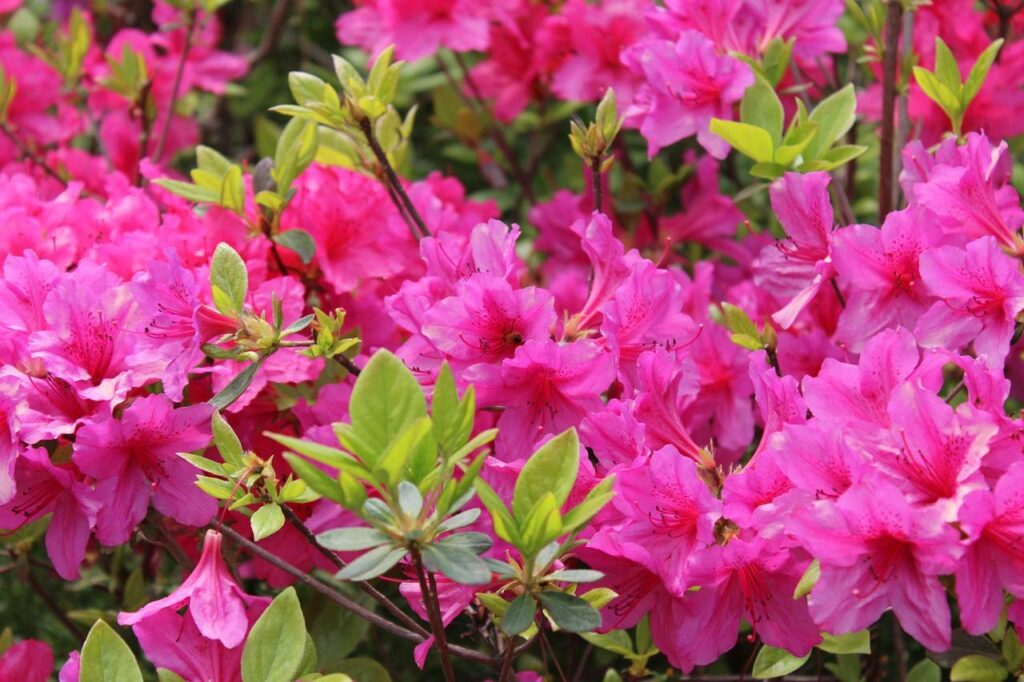 Azaléia Rhododendron - Cerca Viva / Torrão Espécie:Lilás