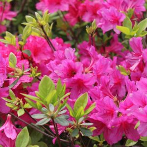 Azaléia Rhododendron - Cerca Viva / Torrão Espécie:Lilás