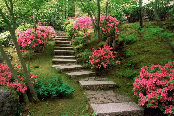 Azaléia Rhododendron - Cerca Viva / Torrão Espécie:Lilás - Imagem 3
