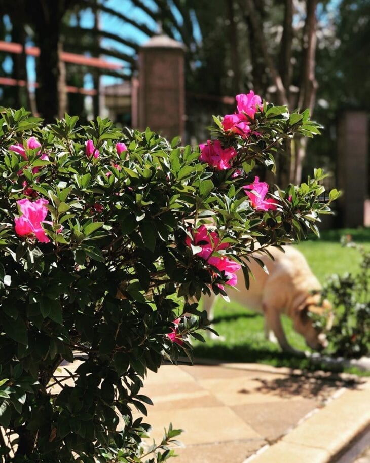 Azaléia Rhododendron - Cerca Viva / Torrão Espécie:Lilás - Imagem 5