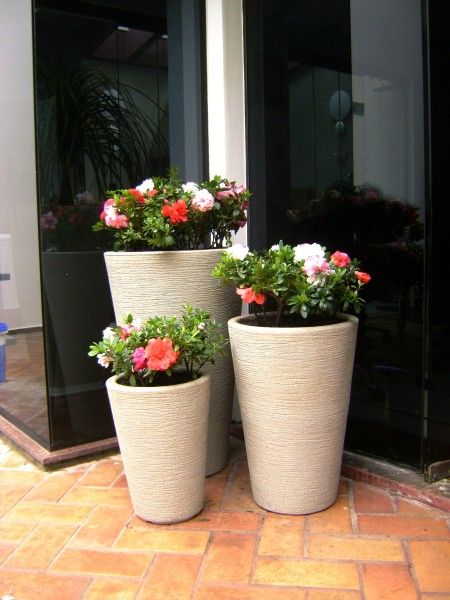 10 Mudas Adultas de Azaléia Rhododendron - Cerca Viva / Vaso - Imagem 5
