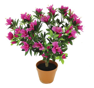 Azaléia Rhododendron - Cerca Viva / Torrão Espécie:Lilás - Imagem 6