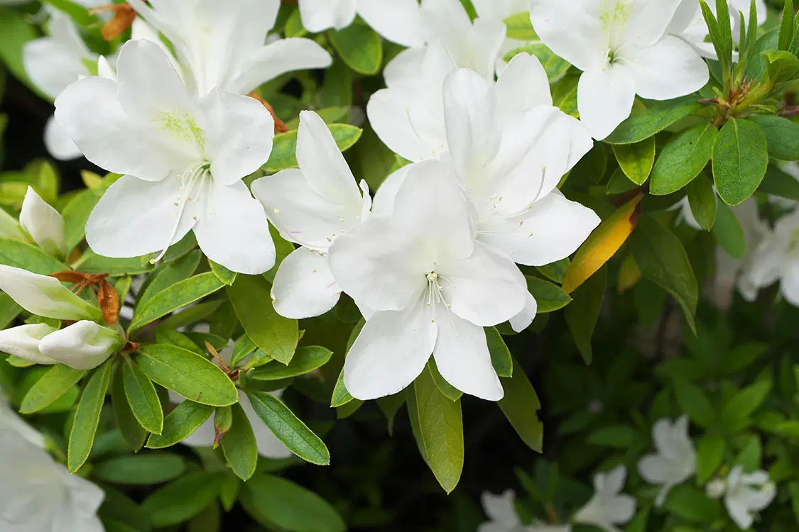 10 Mudas Adultas de Azaléia Rhododendron - Cerca Viva / Vaso - Imagem 8