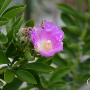 Ora pro nobis - Pereskia aculeata - 2 Mudas no Saquinho