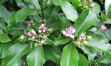 Ora pro nobis - Pereskia aculeata - 2 Mudas no Saquinho - Imagem 4