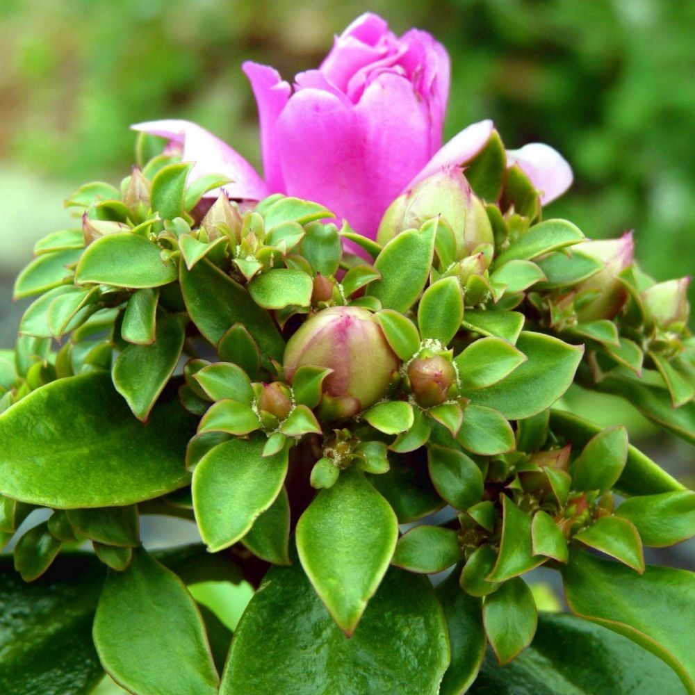 2 Mudas De Ora-pró-nobis Flor Rosa - Comestível - Imagem 3
