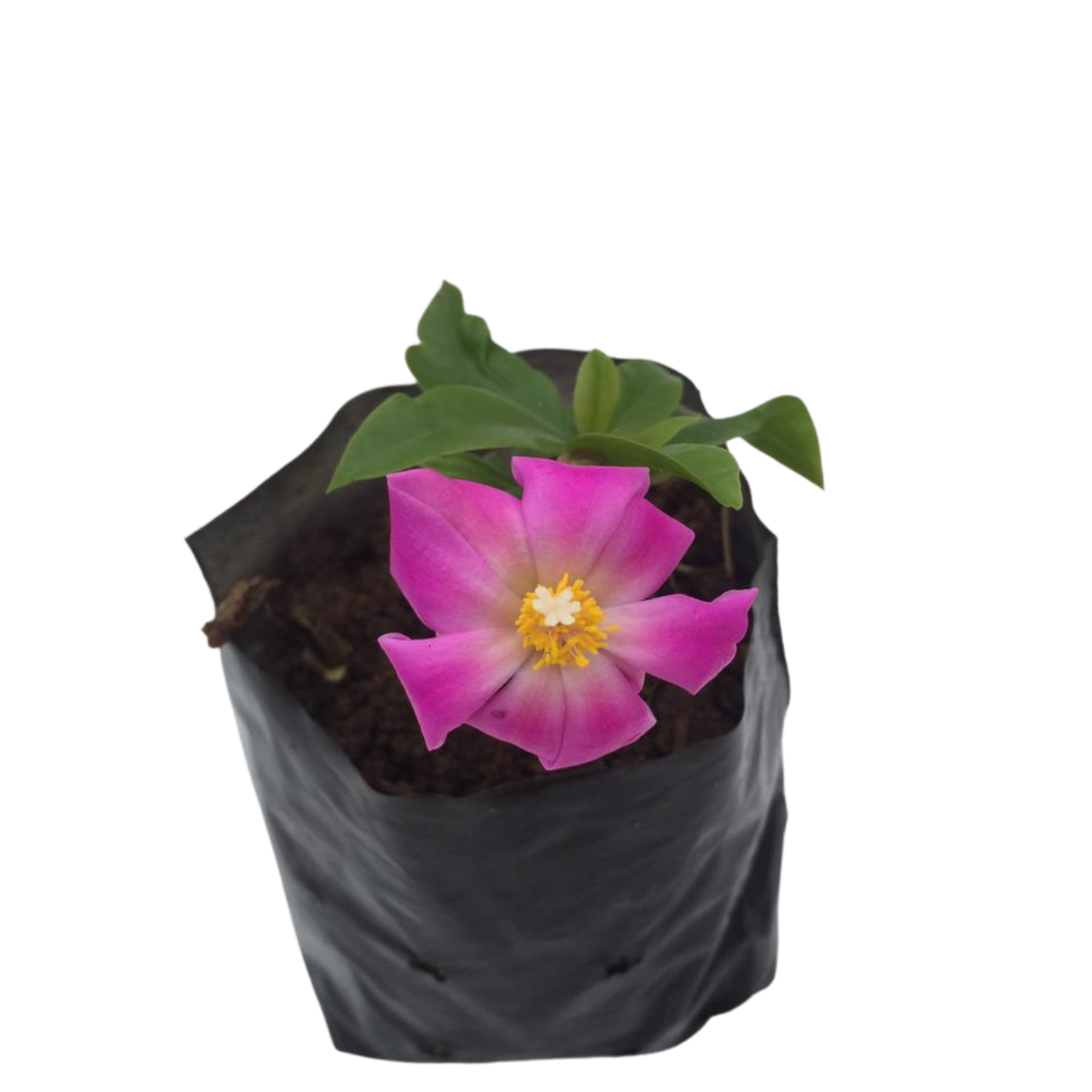 Ora pro nobis - Pereskia aculeata - 2 Mudas no Saquinho - Imagem 3