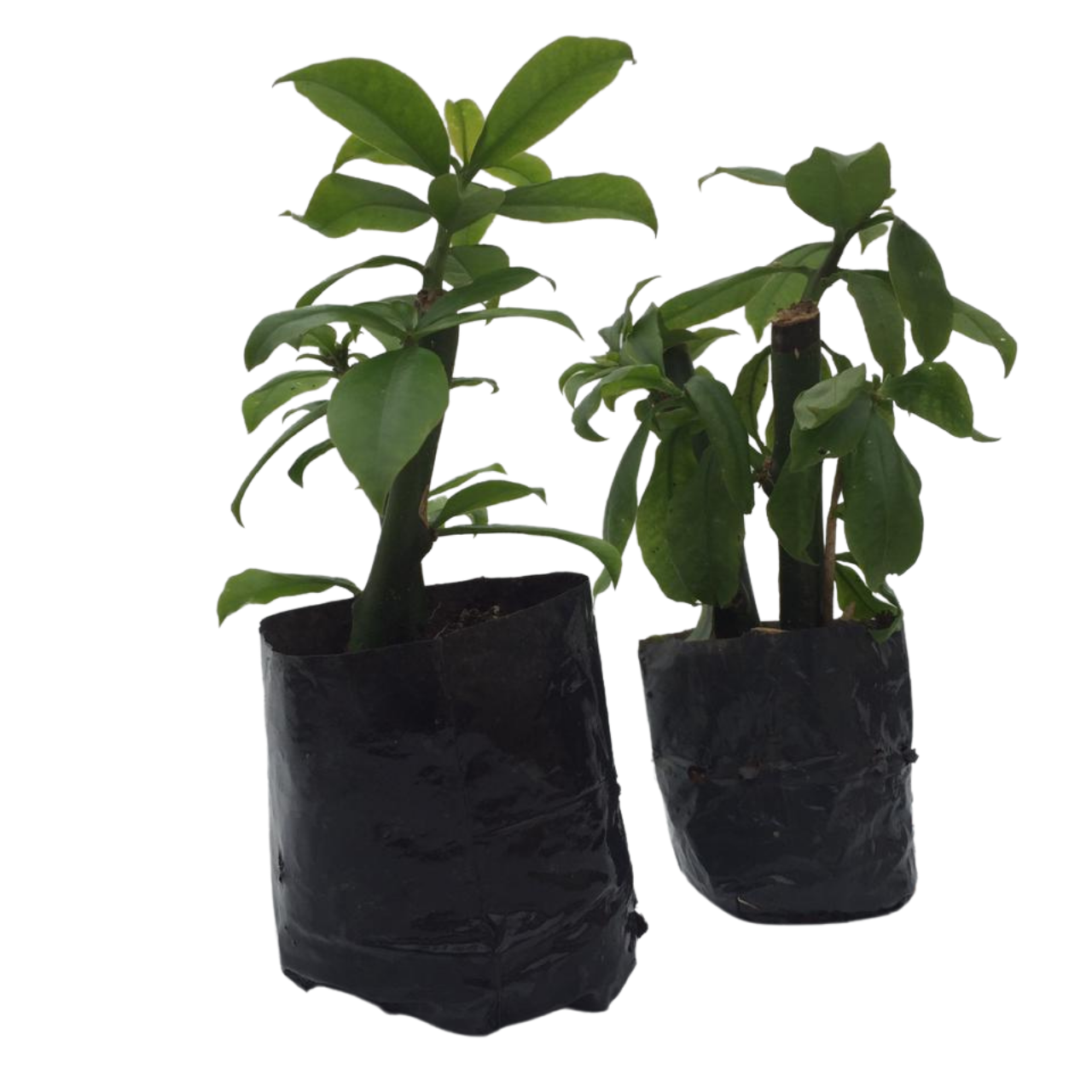 Ora pro nobis - Pereskia aculeata - 2 Mudas no Saquinho - Imagem 6