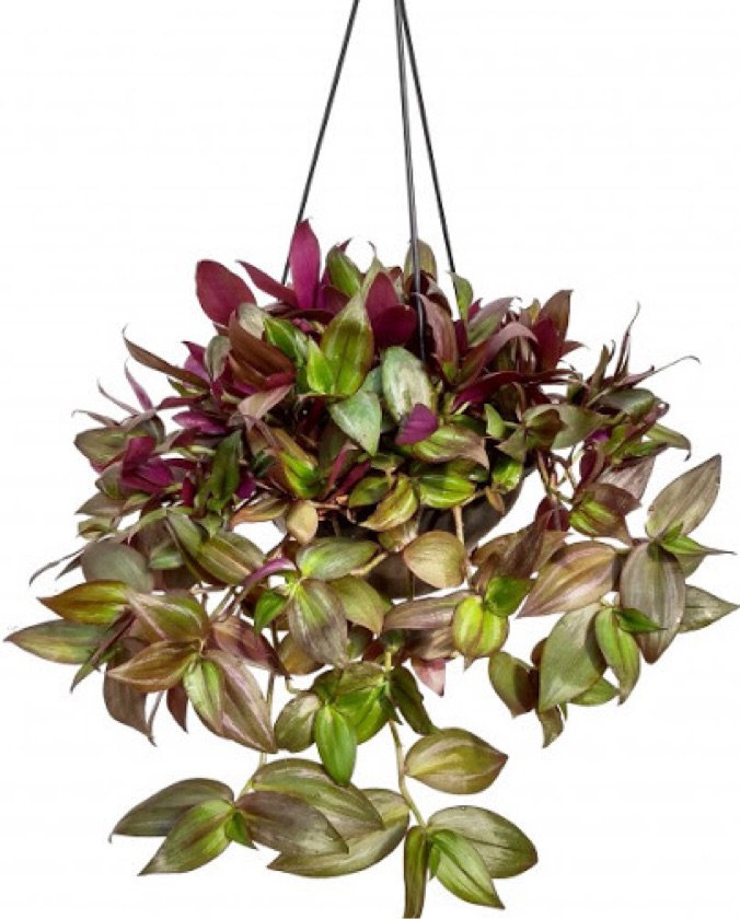 Lambari Roxo - Tradescantia Zebrina - Mudas no Saquinho - Imagem 3