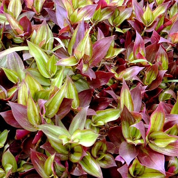 Lambari Roxo - Tradescantia Zebrina - Mudas no Saquinho