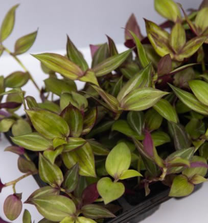 Lambari Roxo - Tradescantia Zebrina - Mudas no Saquinho - Imagem 2