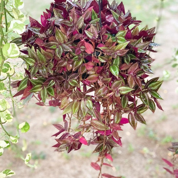 Lambari Roxo - Tradescantia Zebrina - Mudas no Saquinho - Imagem 6