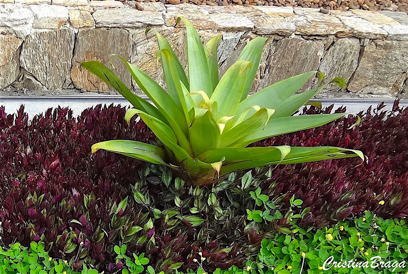 Lambari Roxo - Tradescantia Zebrina - Mudas no Saquinho - Imagem 7