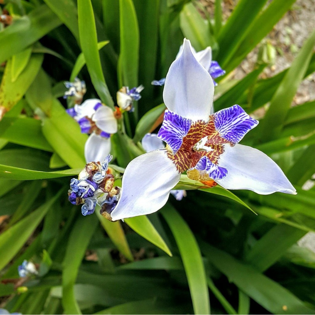 Íris da Praia - Neomarica Candida - Mudas Raiz Nua