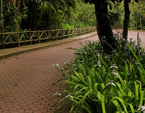 Íris da Praia - Neomarica Candida - Mudas Raiz Nua - Imagem 6