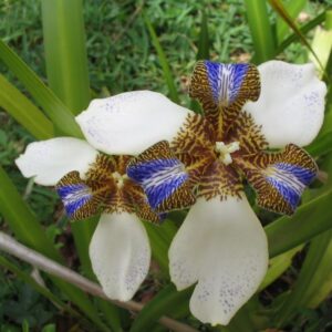 Íris da Praia - Neomarica Candida - 30 Mudas Raiz Nua