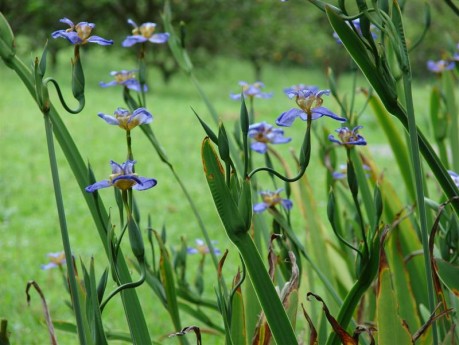 Falso Íris - Neomarica Caerulea - Mudas Raiz Nua - Imagem 3