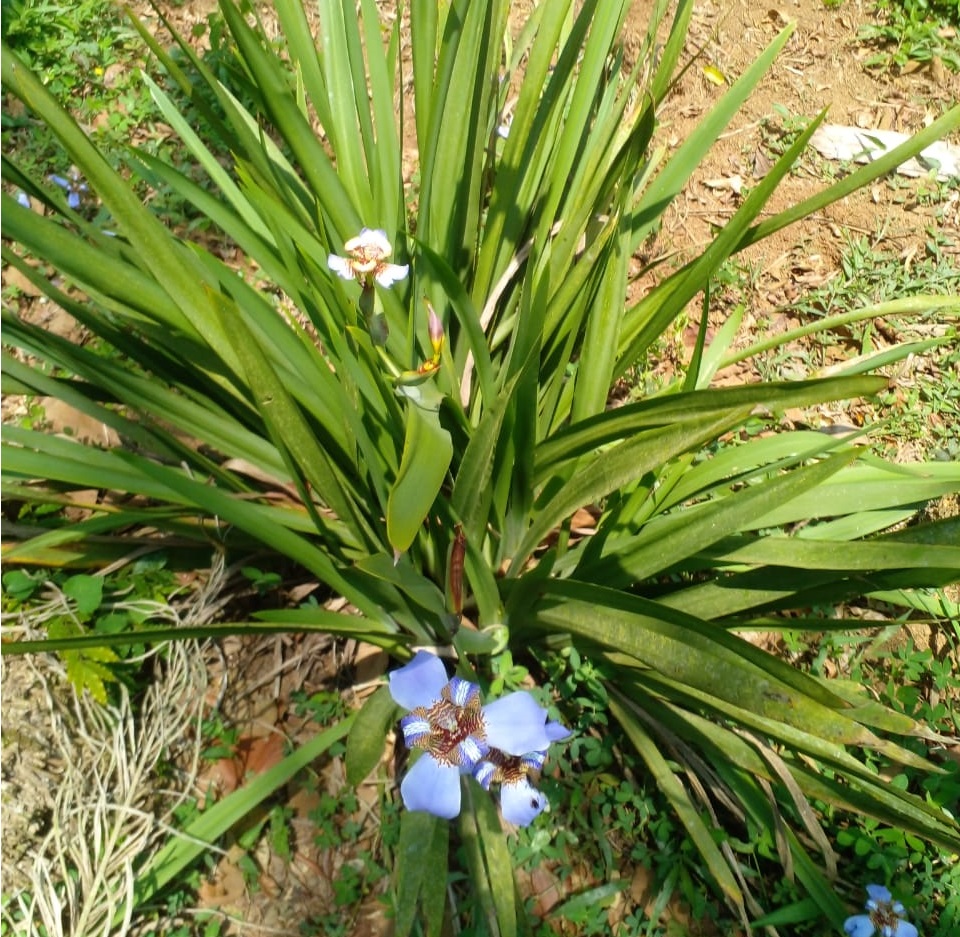 Falso Íris - Neomarica Caerulea - Mudas Raiz Nua - Imagem 4