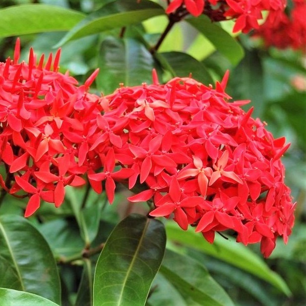 Mini Ixora Vermelha - Ixória-Chinesa -Mudas no Saquinho