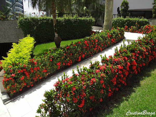 Mini Ixora Vermelha - Ixória-Chinesa -Mudas no Saquinho - Imagem 5