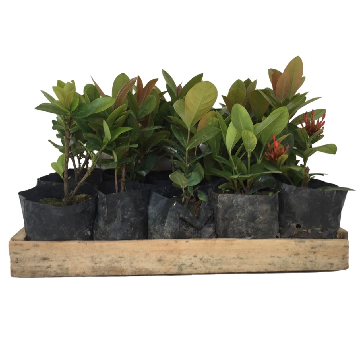 Mini Ixora Vermelha - Ixória-Chinesa -Mudas no Saquinho - Imagem 2