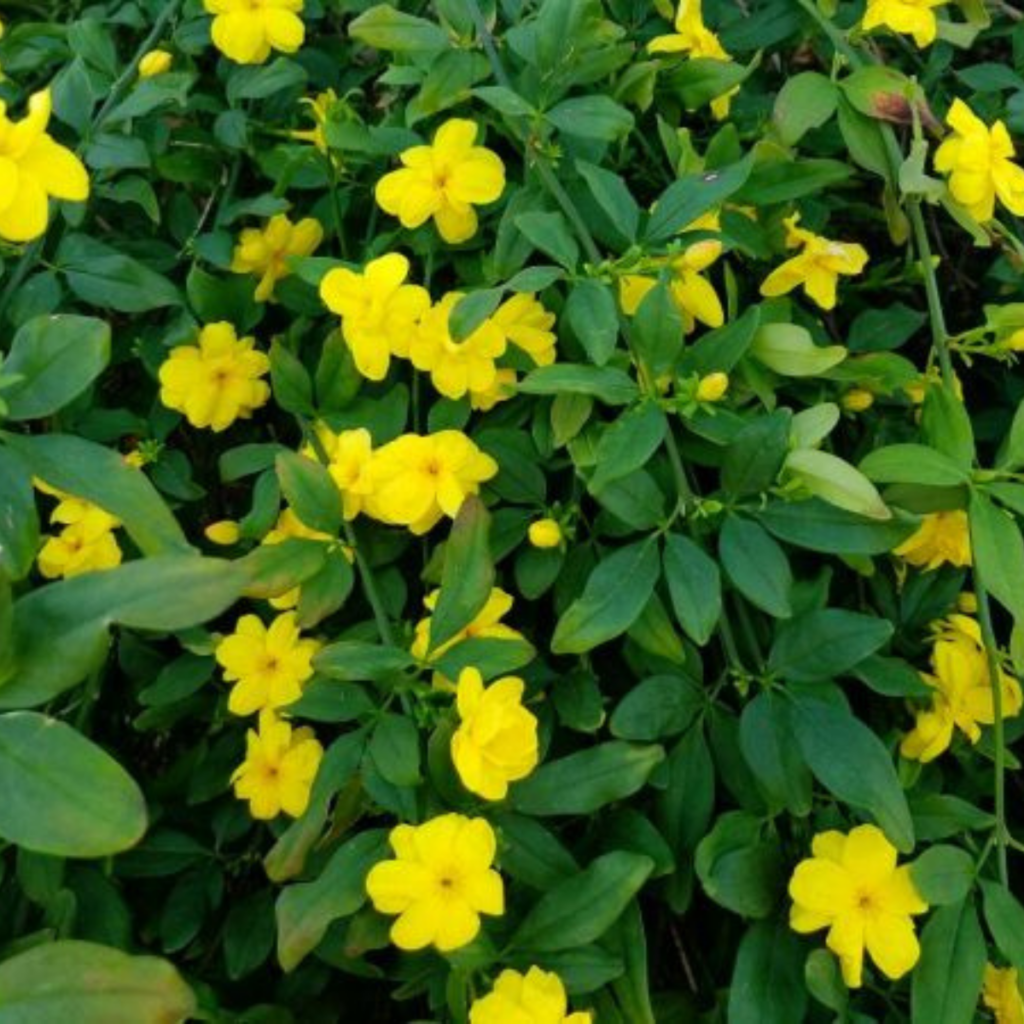 Jasmim Amarelo - Jasminum Mesnyi - 10 Mudas no Saquinho