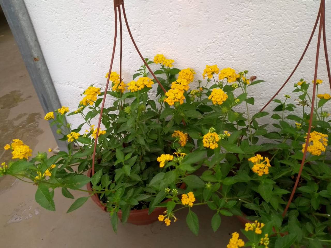 Mini Lantana Camara Amarela Lantana Montevidensis no Saquinho - Imagem 5