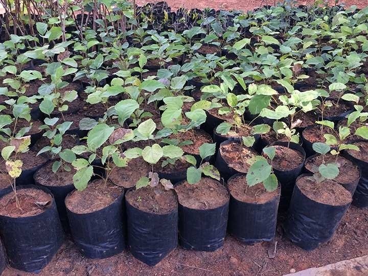Saquinhos Para Mudas Saco para Germinação 7x12cm - 1kg — foto 4