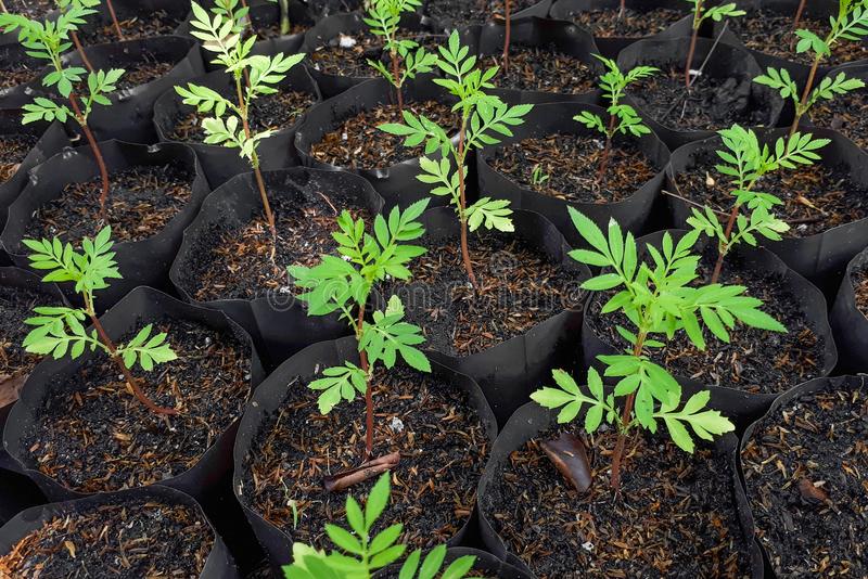 Saquinhos Para Mudas Saco para Germinação 7x12cm - 1kg — foto 5