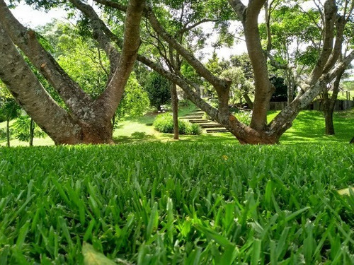 Sementes de Grama São Carlos Folha Larga Pro 100g p/ 8,86m2 - Imagem 5