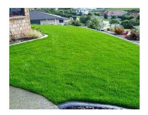Sementes de Grama Bermuda Folha Fina 10pct x 4g p/ 9m2 - Imagem 9