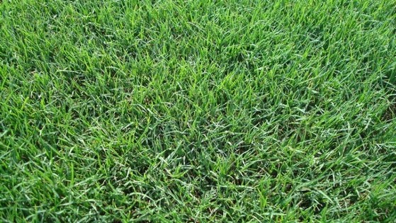 Sementes de Grama Bermuda Folha Fina 10pct x 4g p/ 9m2 - Imagem 7