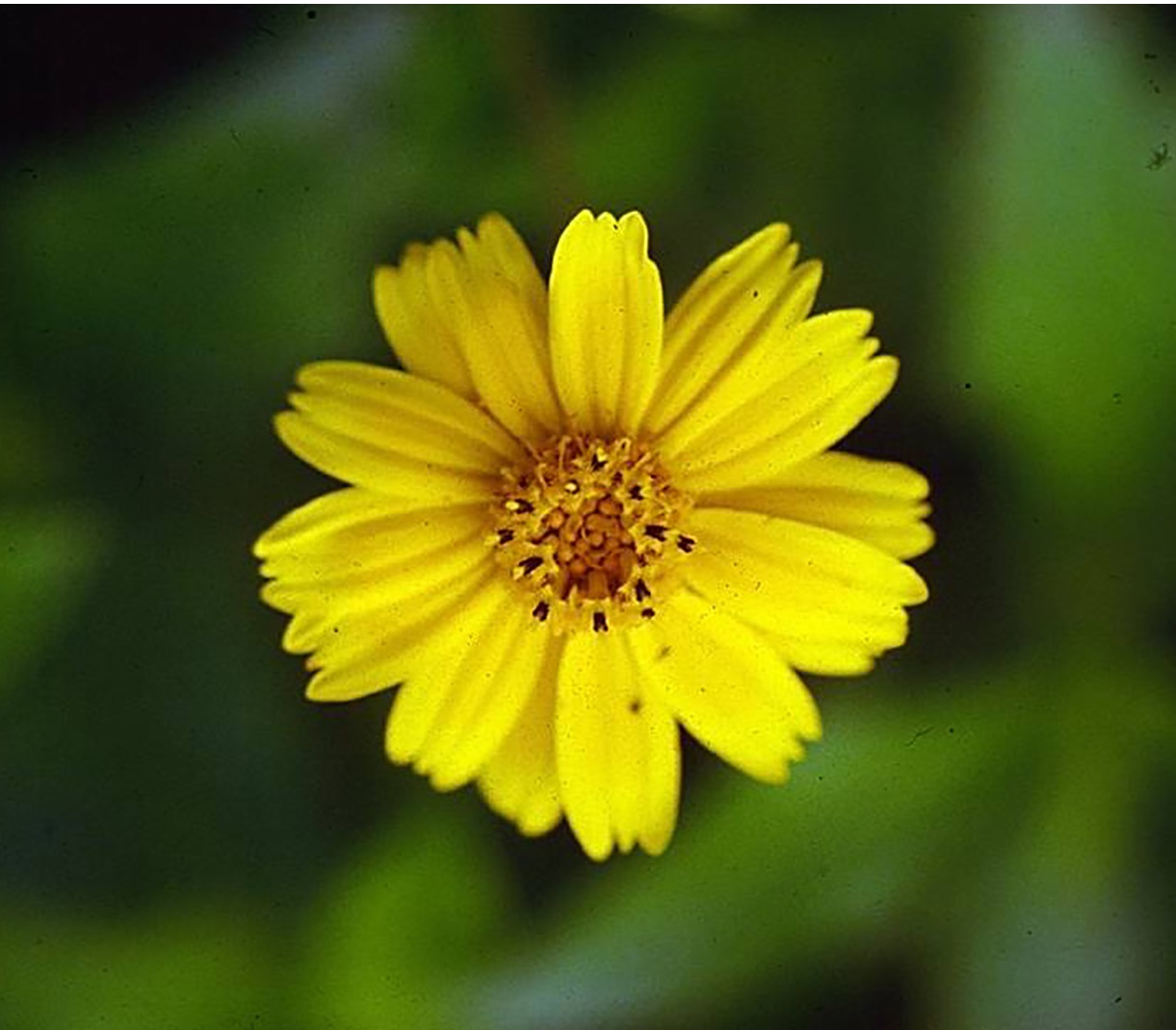 Vedélia - Sphagneticola trilobata - Mudas no Saquinho — foto 6
