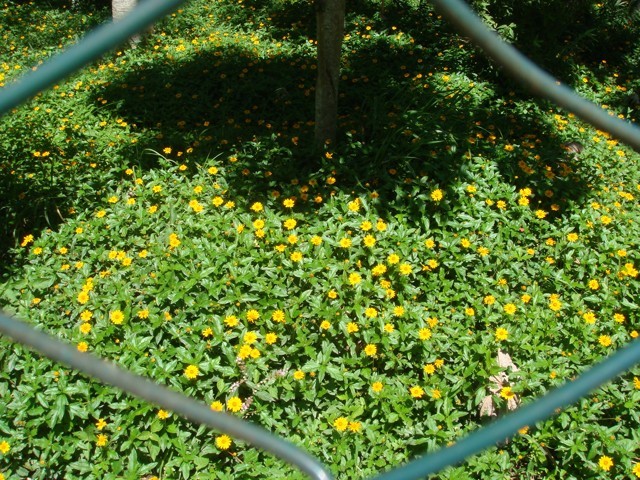 Vedélia - Sphagneticola trilobata - Mudas no Saquinho — foto 4
