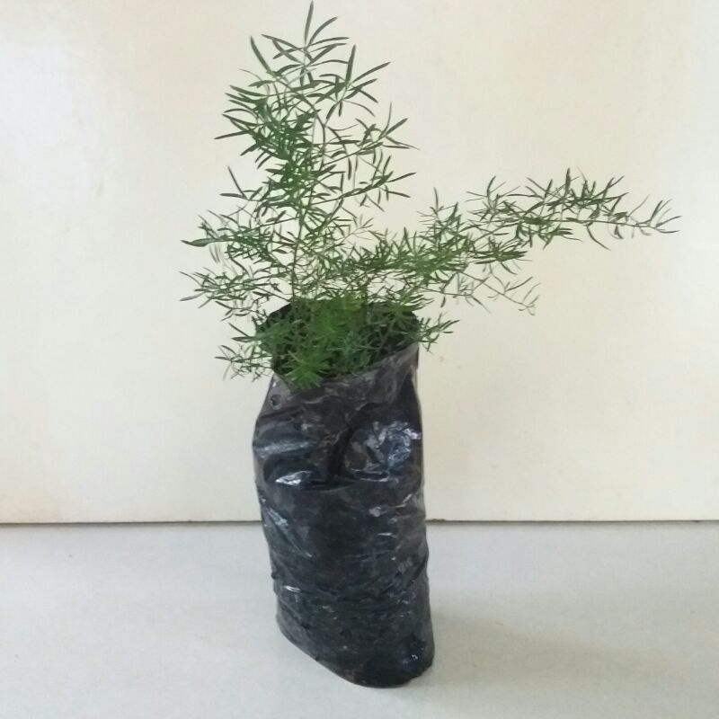 Aspargo Alfinete - Aspargus densiflorus 5 Mudas no Saquinho - Imagem 2
