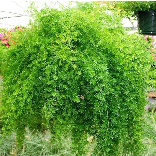 Aspargo Alfinete - Aspargus densiflorus - No Saquinho