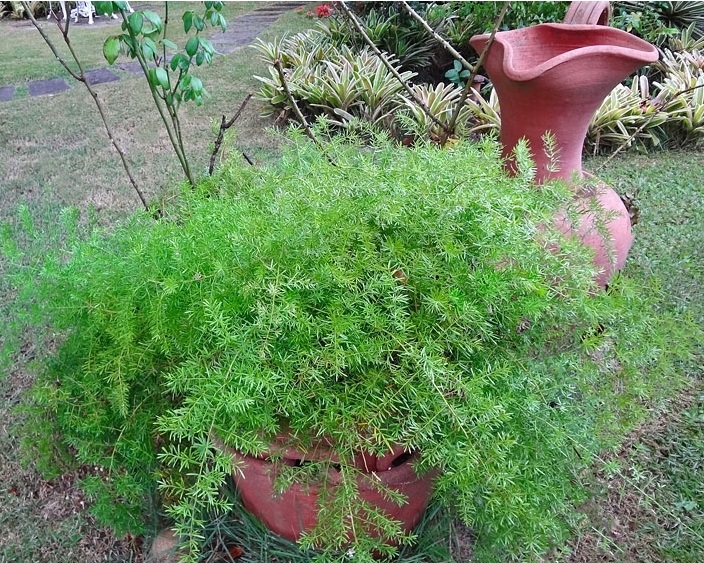 Aspargo Alfinete - Aspargus densiflorus 5 Mudas no Saquinho - Imagem 3