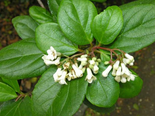 Viburno – Viburnum suspensum - Cerca Viva - 10 Mudas Adultas - Imagem 5
