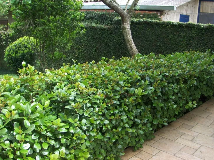 Viburno – Viburnum suspensum - Cerca Viva - 10 Mudas Adultas - Imagem 6