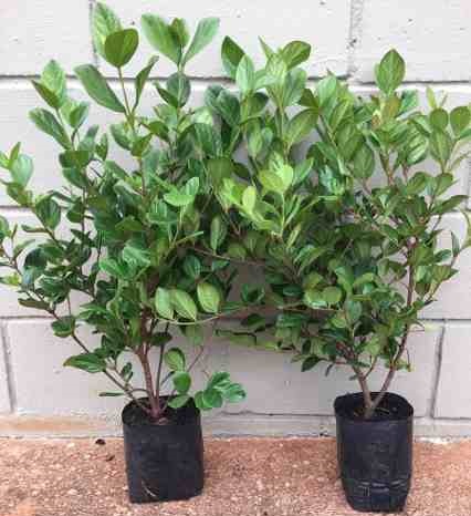 Viburno – Viburnum suspensum - Cerca Viva - 2 Mudas Adultas - Imagem 3